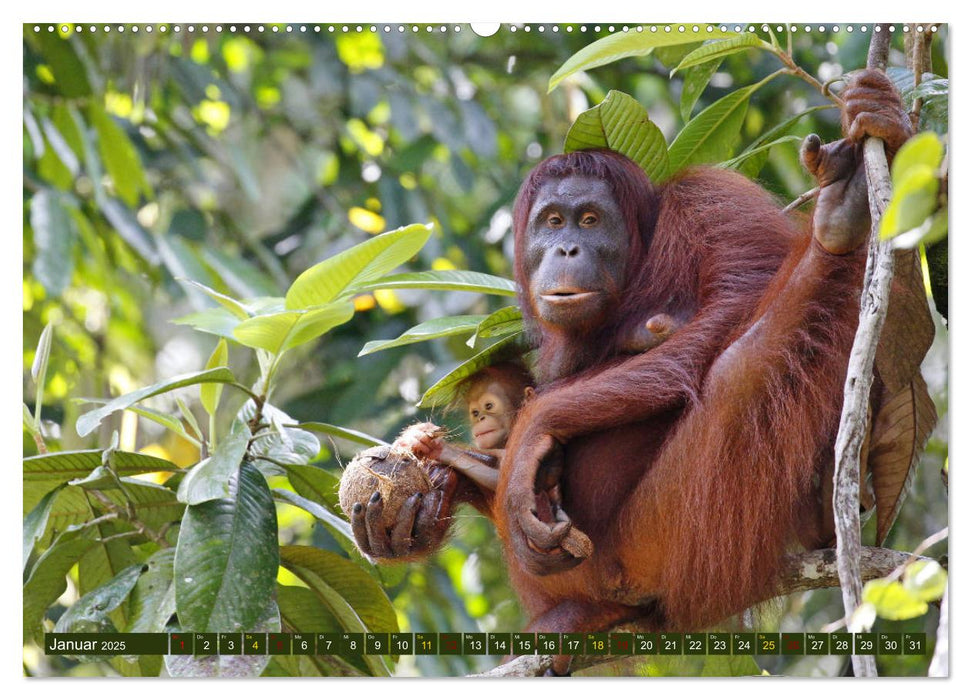 Borneo - Tierparadies Regenwald (CALVENDO Premium Wandkalender 2025)