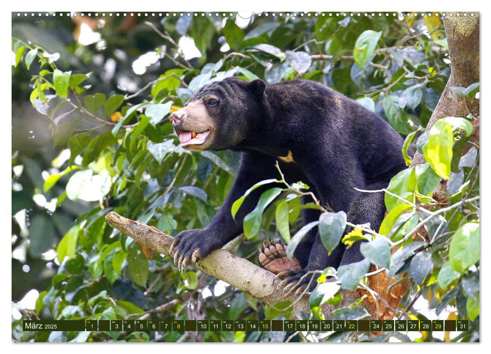 Borneo - Tierparadies Regenwald (CALVENDO Premium Wandkalender 2025)