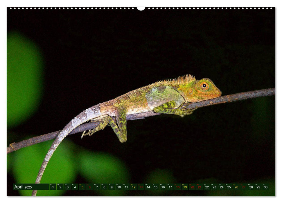 Borneo - Tierparadies Regenwald (CALVENDO Premium Wandkalender 2025)