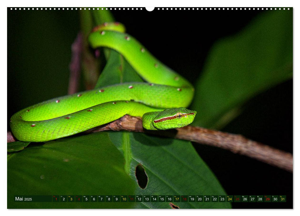 Borneo - Tierparadies Regenwald (CALVENDO Premium Wandkalender 2025)