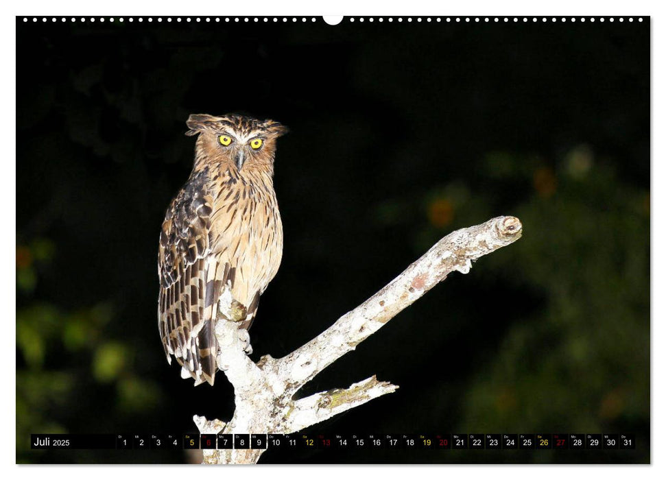 Borneo - Tierparadies Regenwald (CALVENDO Premium Wandkalender 2025)