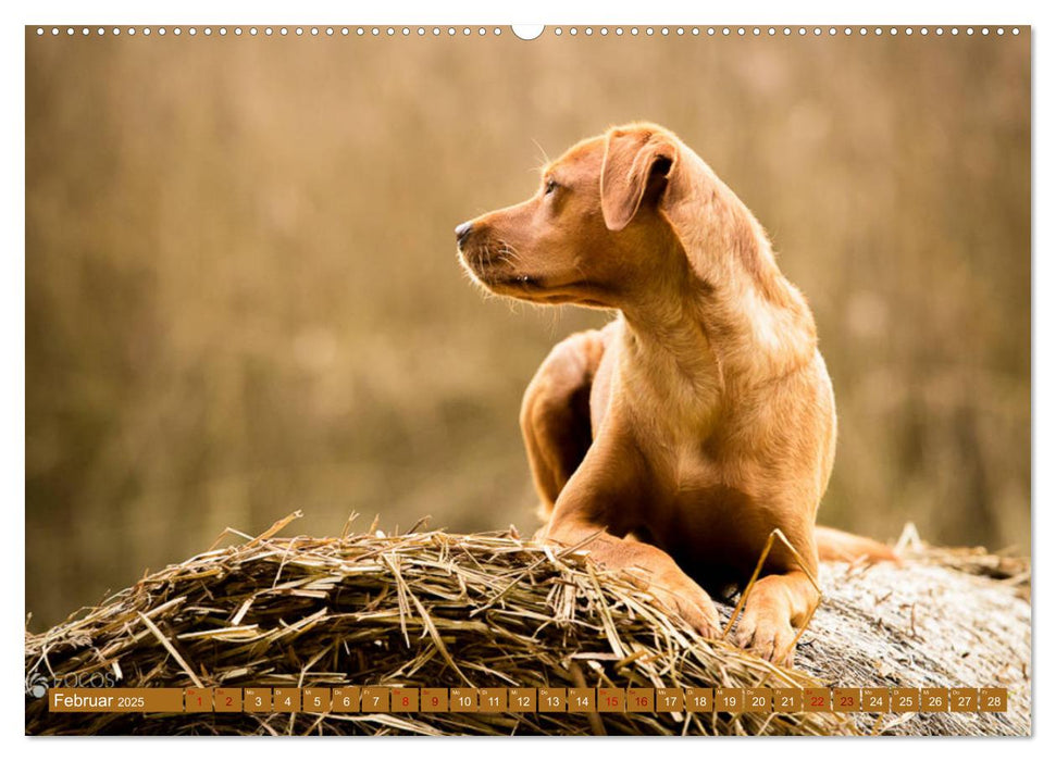 Labrador Trio - 3 Farben, 3 Freunde (CALVENDO Premium Wandkalender 2025)