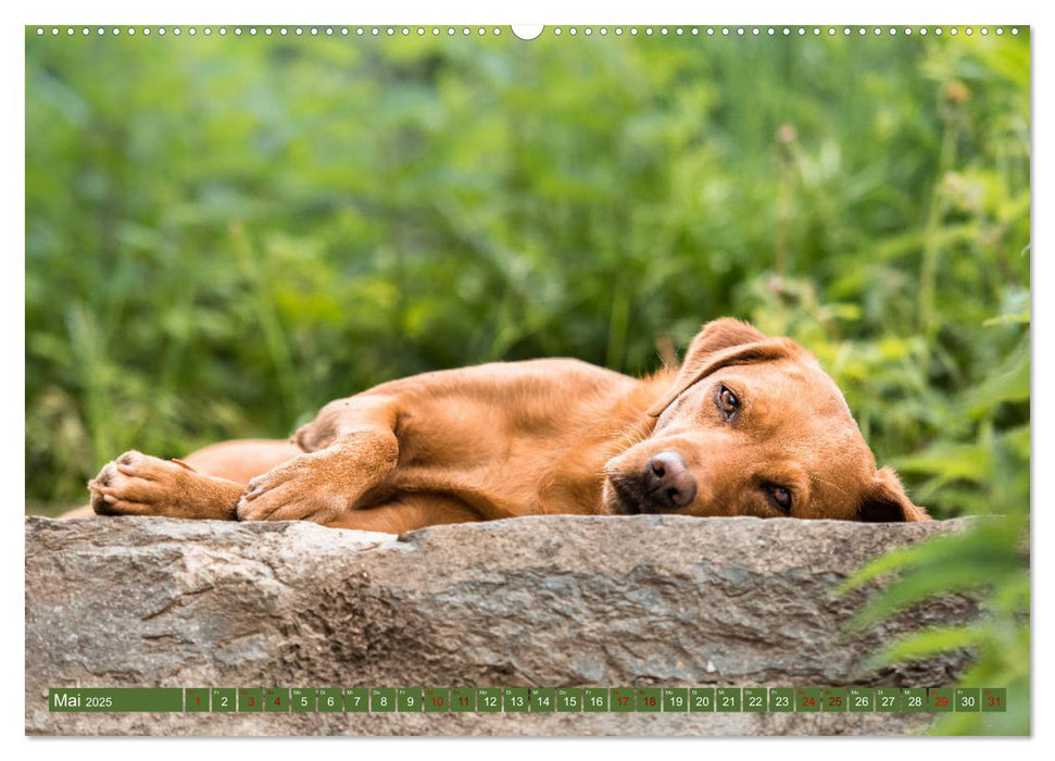 Labrador Trio - 3 Farben, 3 Freunde (CALVENDO Premium Wandkalender 2025)