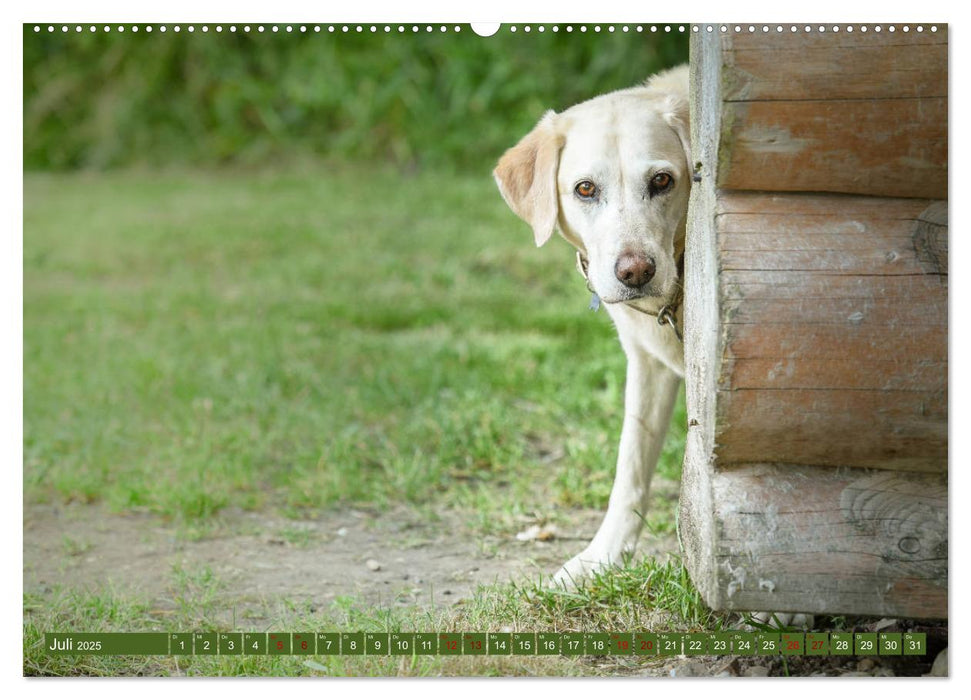 Labrador Trio - 3 Farben, 3 Freunde (CALVENDO Premium Wandkalender 2025)