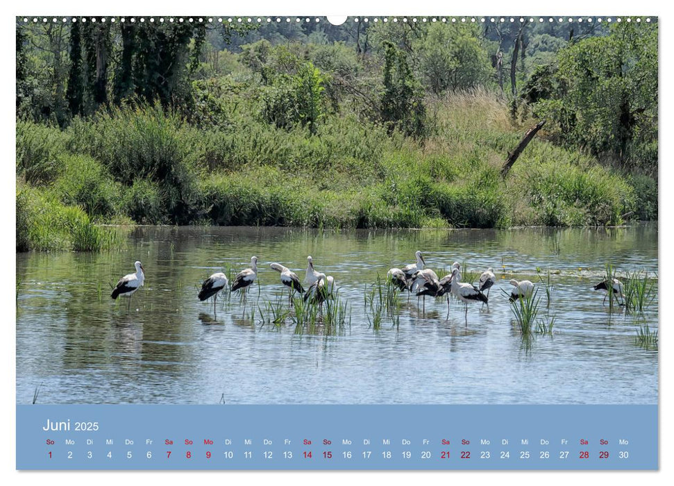 Das Jahr an der Naab zwischen Burglengenfeld und Kallmünz (CALVENDO Premium Wandkalender 2025)