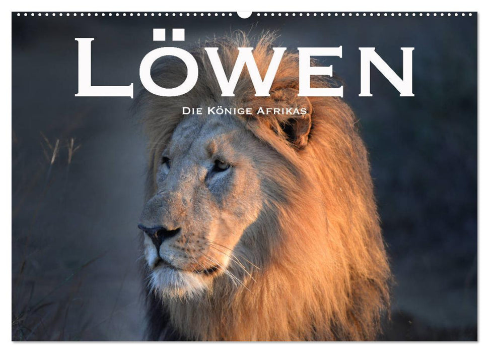 Löwen. Die Könige Afrikas (CALVENDO Wandkalender 2025)