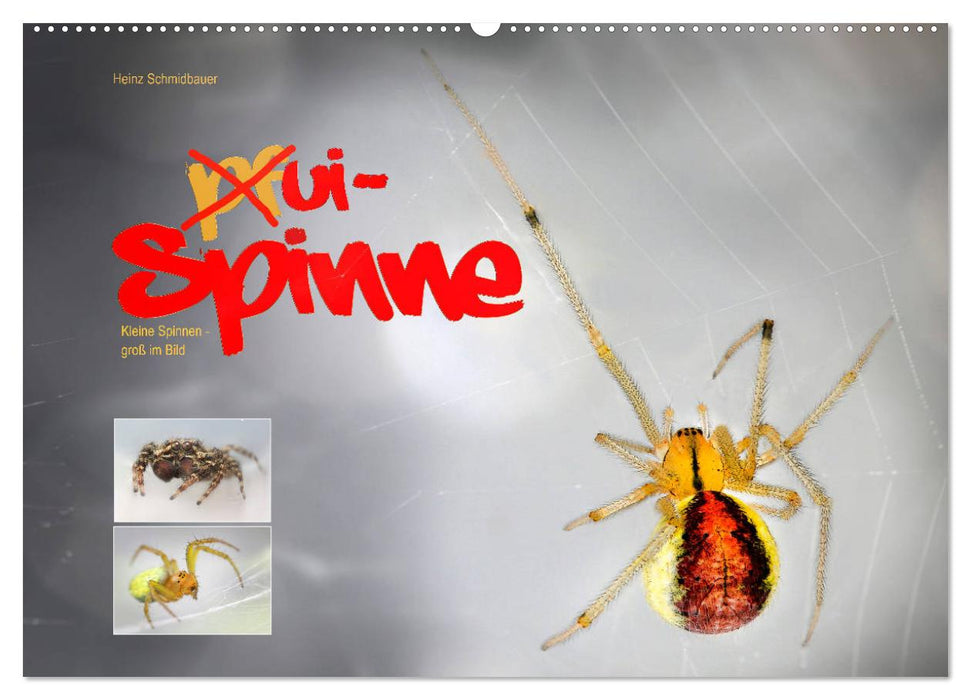 ui - Spinne. Kleine Spinnen - groß im Bild (CALVENDO Wandkalender 2025)