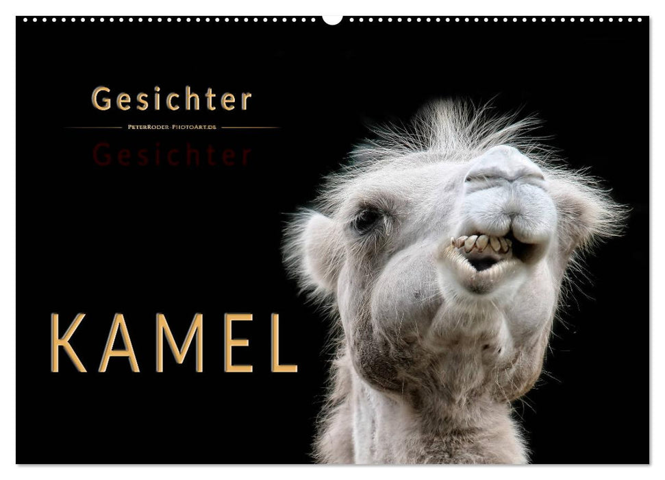 Kamel Gesichter (CALVENDO Wandkalender 2025)