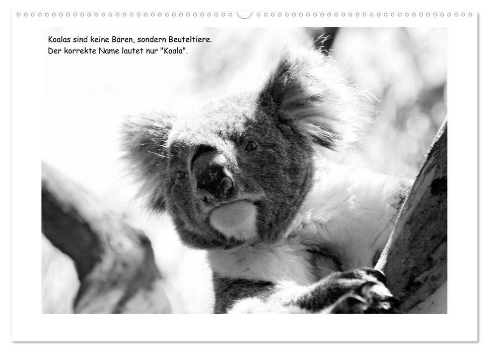 Koala Ein Bär, der kein Bär ist (CALVENDO Premium Wandkalender 2025)