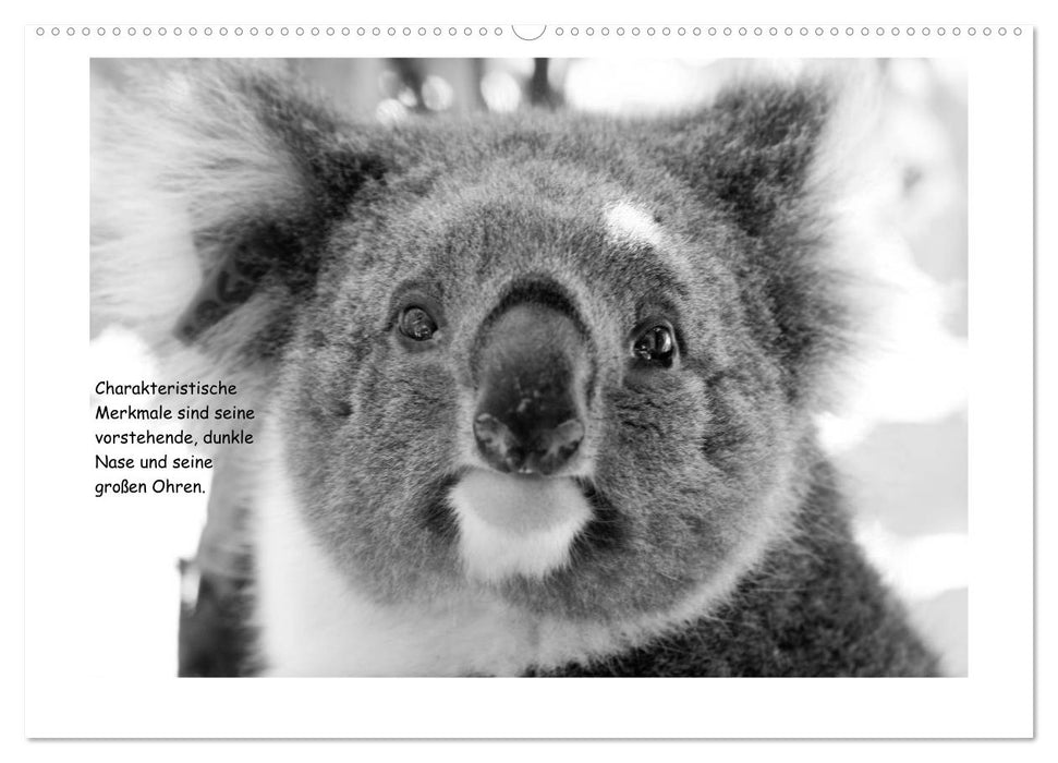 Koala Ein Bär, der kein Bär ist (CALVENDO Premium Wandkalender 2025)