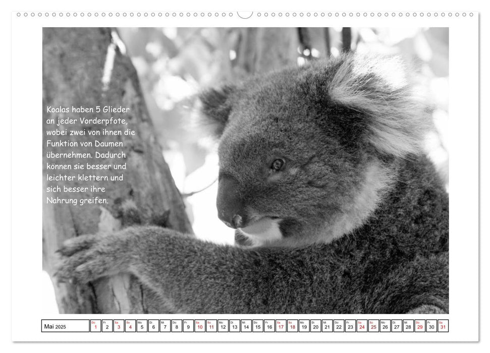 Koala Ein Bär, der kein Bär ist (CALVENDO Premium Wandkalender 2025)