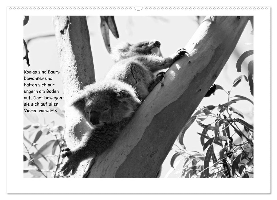 Koala Ein Bär, der kein Bär ist (CALVENDO Premium Wandkalender 2025)