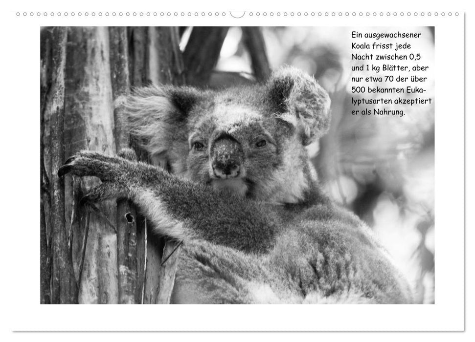 Koala Ein Bär, der kein Bär ist (CALVENDO Premium Wandkalender 2025)