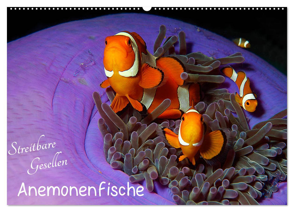 Anemonenfische - Streitbare Gesellen (CALVENDO Wandkalender 2025)