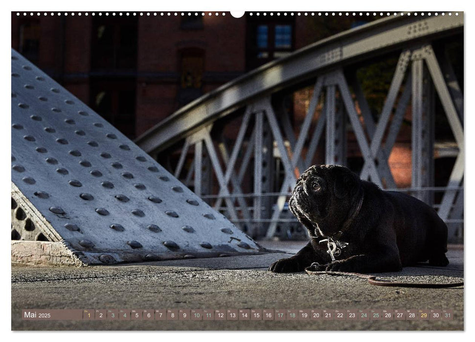 Hamburg - Stadt der Möpse (CALVENDO Premium Wandkalender 2025)