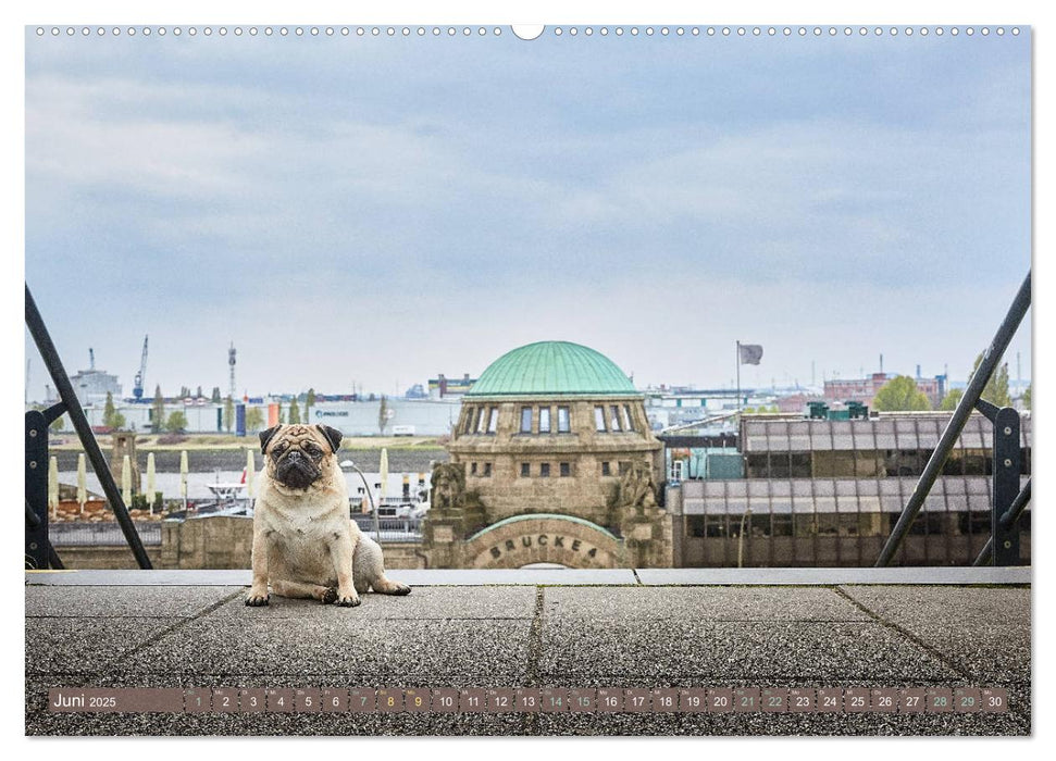 Hamburg - Stadt der Möpse (CALVENDO Premium Wandkalender 2025)