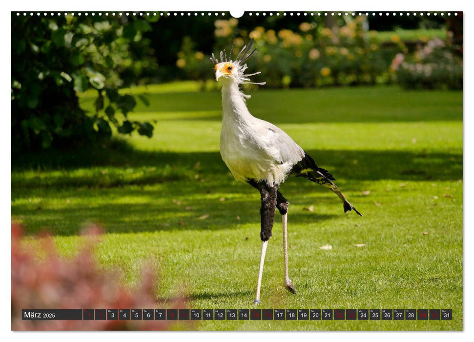 Weltvogelpark Walsrode - Die Vielfalt der Vogelarten (CALVENDO Premium Wandkalender 2025)