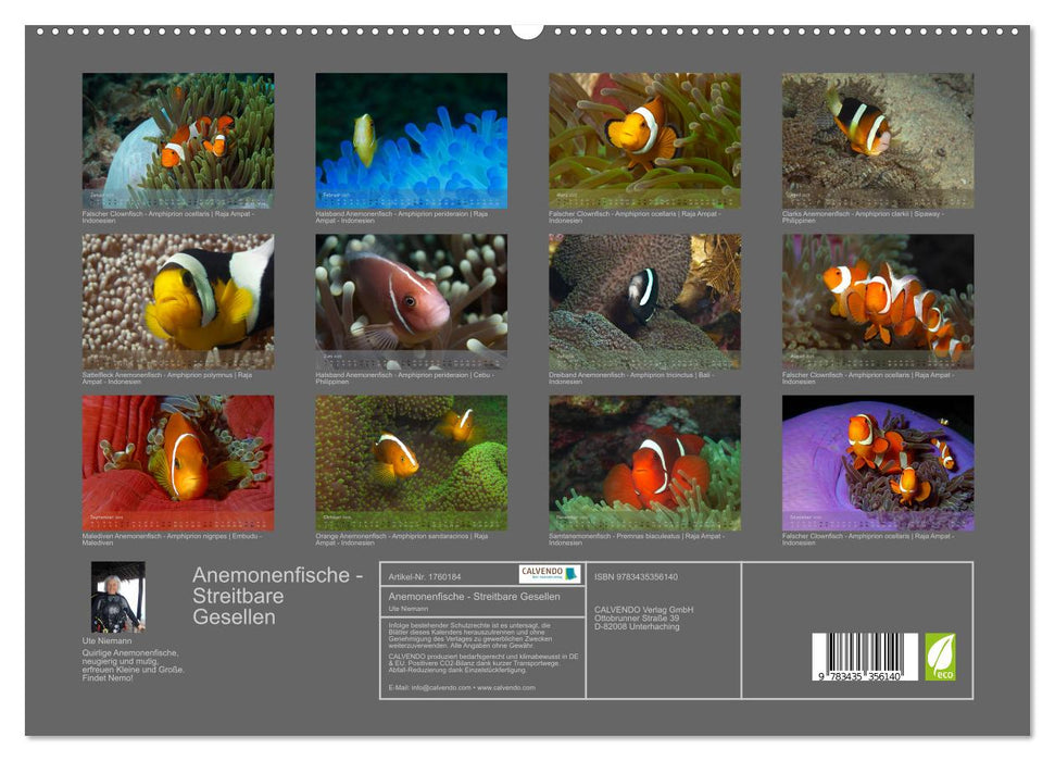 Anemonenfische - Streitbare Gesellen (CALVENDO Premium Wandkalender 2025)