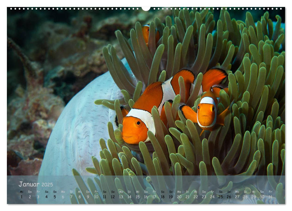 Anemonenfische - Streitbare Gesellen (CALVENDO Premium Wandkalender 2025)