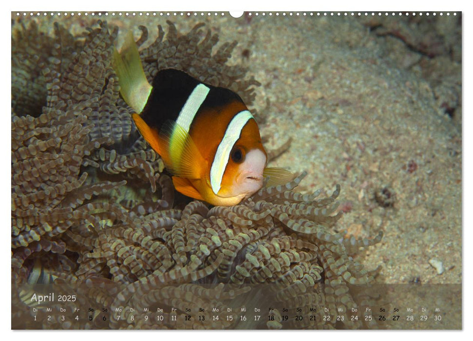 Anemonenfische - Streitbare Gesellen (CALVENDO Premium Wandkalender 2025)