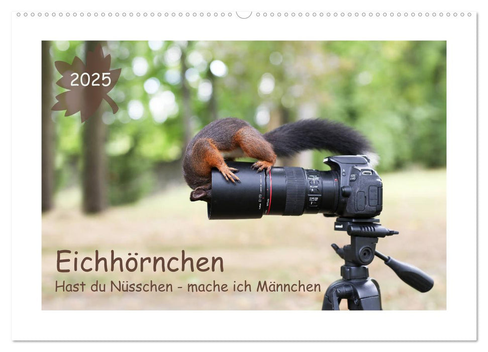 Eichhörnchen - Hast du Nüsschen mache ich Männchen (CALVENDO Wandkalender 2025)