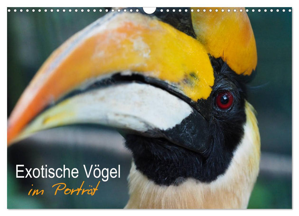 Exotische Vögel im Porträt (CALVENDO Wandkalender 2025)