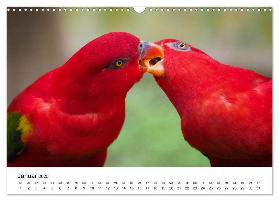 Exotische Vögel im Porträt (CALVENDO Wandkalender 2025)