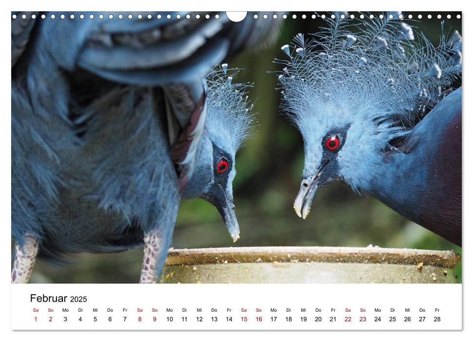 Exotische Vögel im Porträt (CALVENDO Wandkalender 2025)