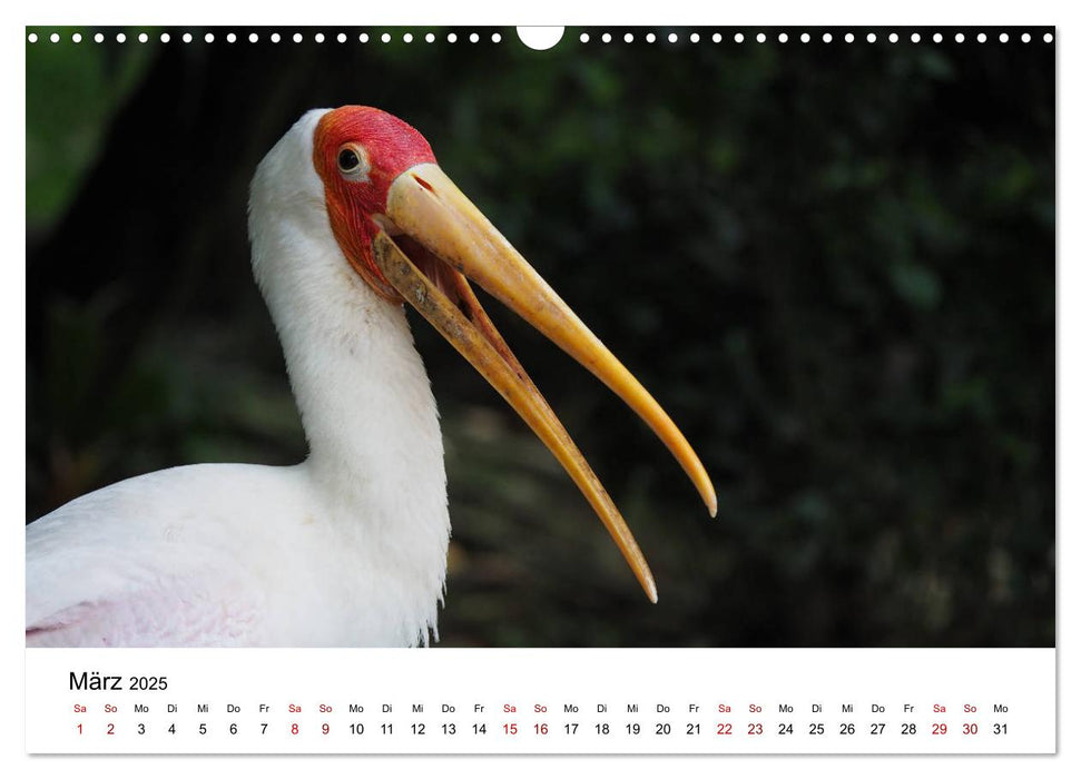 Exotische Vögel im Porträt (CALVENDO Wandkalender 2025)