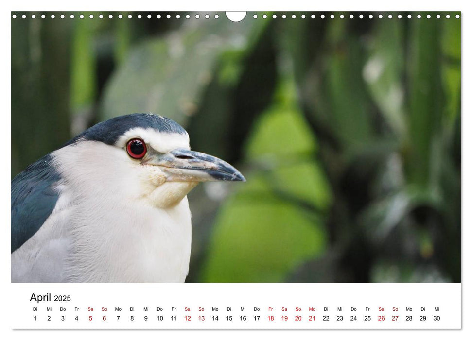 Exotische Vögel im Porträt (CALVENDO Wandkalender 2025)