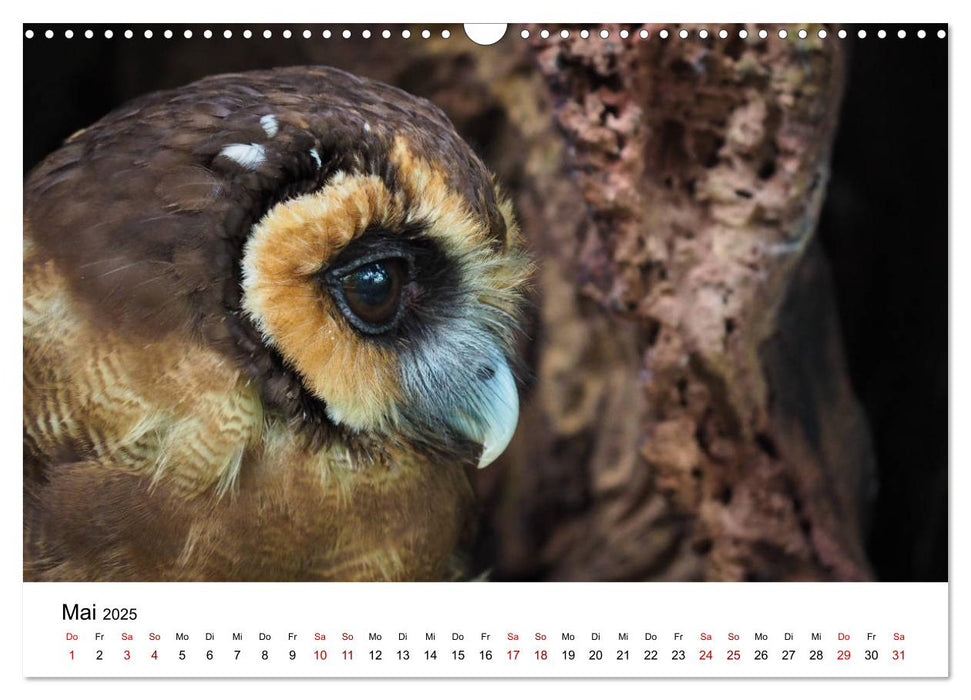 Exotische Vögel im Porträt (CALVENDO Wandkalender 2025)