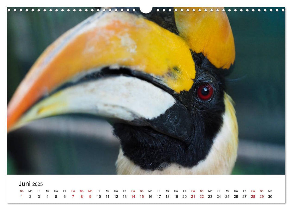 Exotische Vögel im Porträt (CALVENDO Wandkalender 2025)