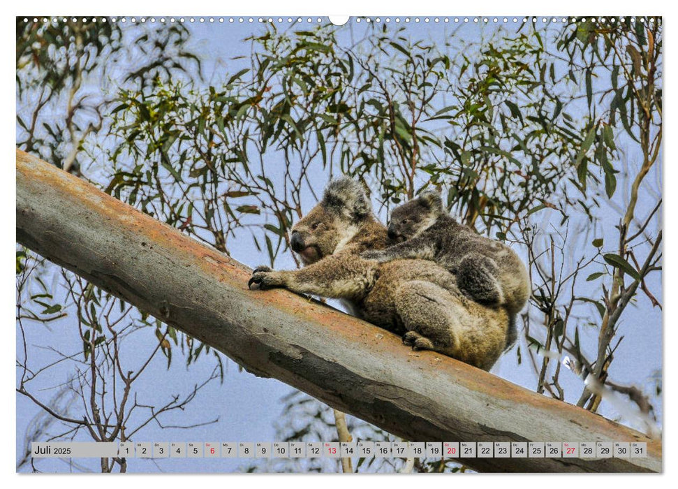 Australische Koalas (CALVENDO Premium Wandkalender 2025)