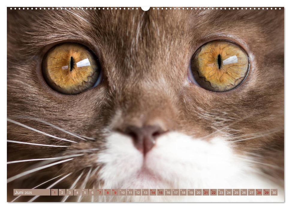 Kittens - Britisch Kurzhaar Katzenkinder (CALVENDO Premium Wandkalender 2025)