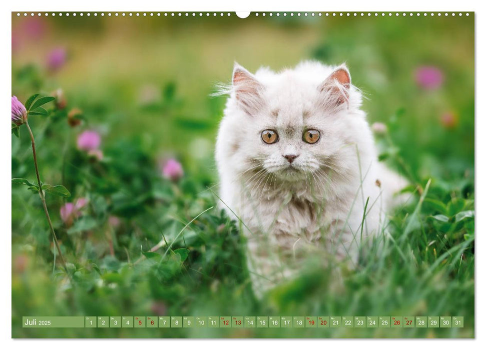 Kittens - Britisch Kurzhaar Katzenkinder (CALVENDO Premium Wandkalender 2025)