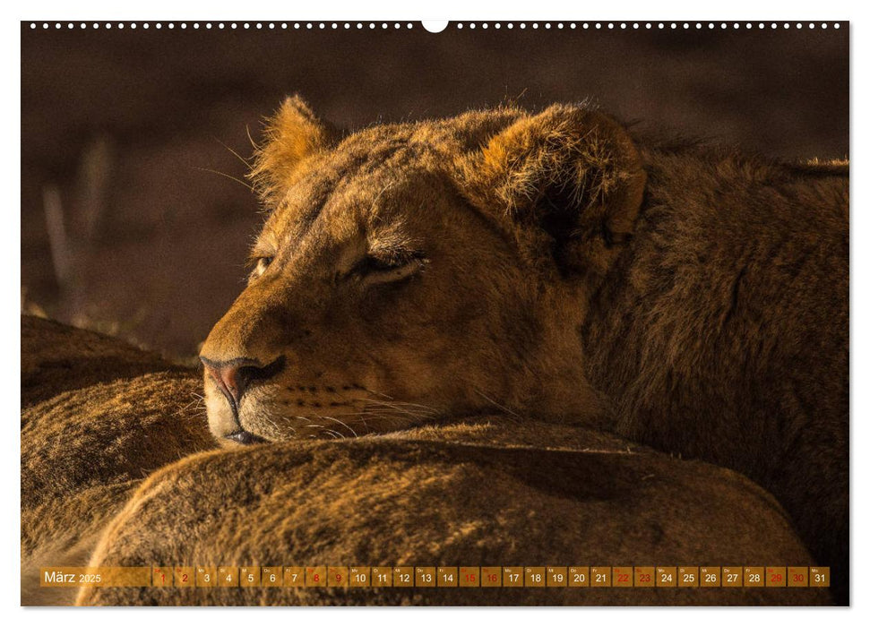 Die Welt der Löwen (CALVENDO Wandkalender 2025)
