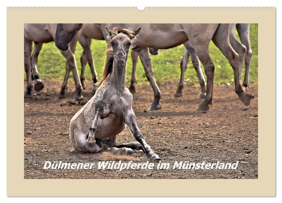 Dülmener Wildpferde im Münsterland (CALVENDO Wandkalender 2025)