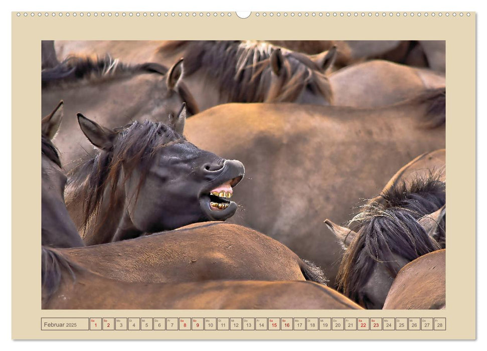 Dülmener Wildpferde im Münsterland (CALVENDO Wandkalender 2025)