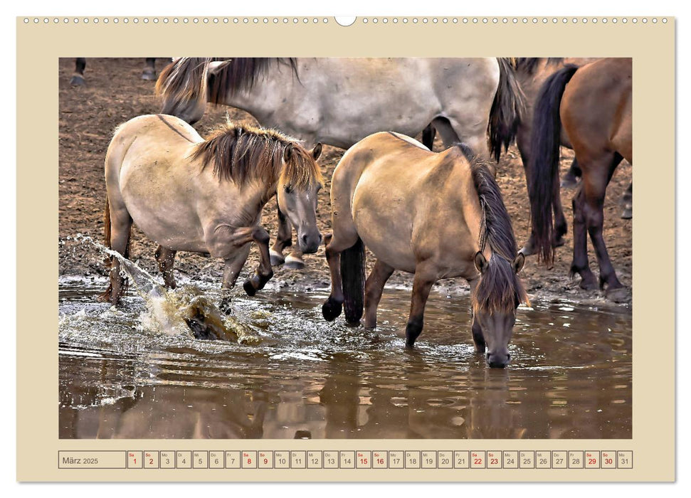 Dülmener Wildpferde im Münsterland (CALVENDO Wandkalender 2025)