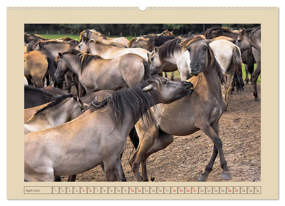 Dülmener Wildpferde im Münsterland (CALVENDO Wandkalender 2025)