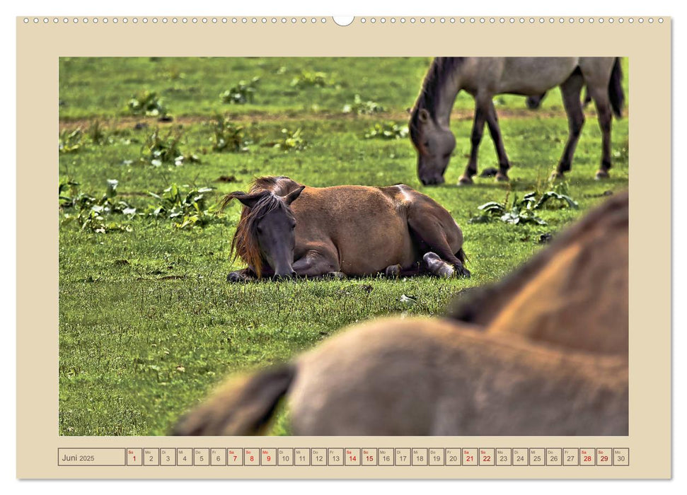 Dülmener Wildpferde im Münsterland (CALVENDO Wandkalender 2025)