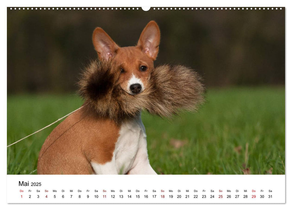 Süße Basenji-Kinder (CALVENDO Premium Wandkalender 2025)