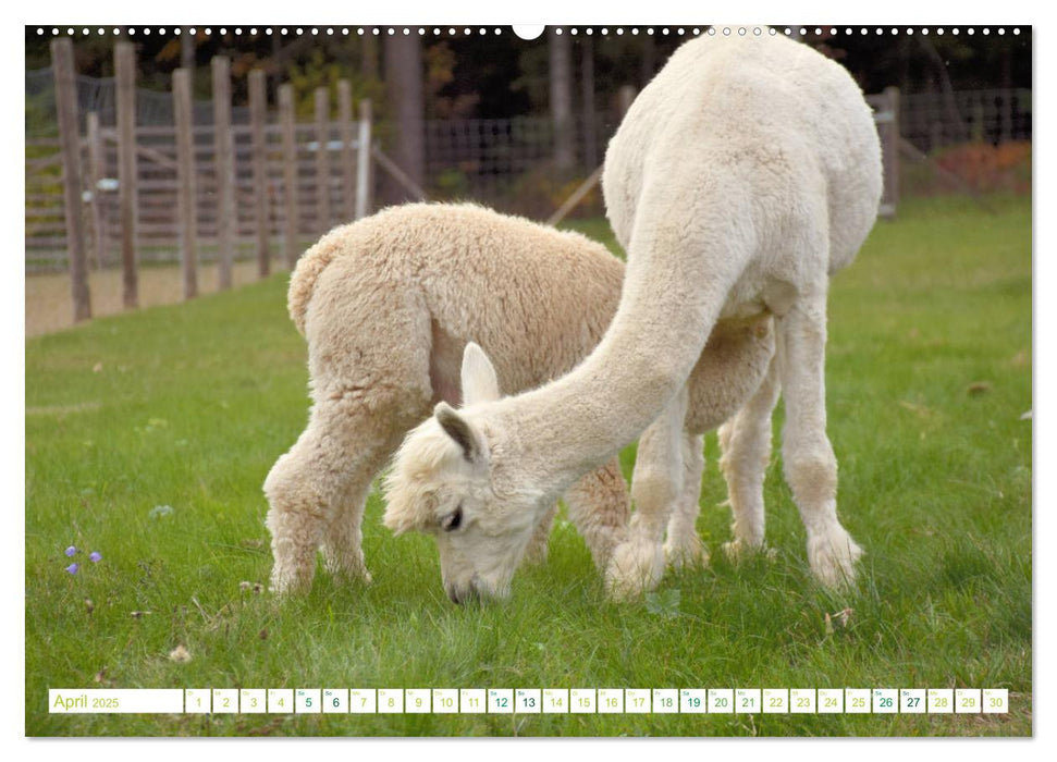 Unvergessliche Begegnungen mit Alpakas (CALVENDO Premium Wandkalender 2025)