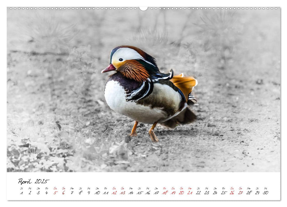 Abenteuer einer Mandarinente (CALVENDO Premium Wandkalender 2025)