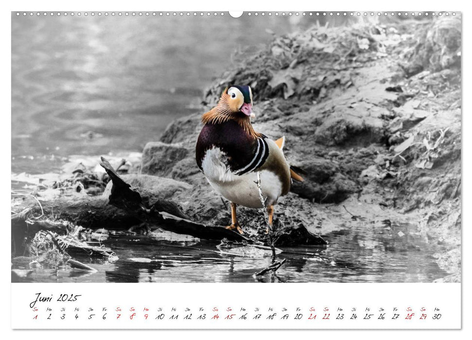 Abenteuer einer Mandarinente (CALVENDO Premium Wandkalender 2025)