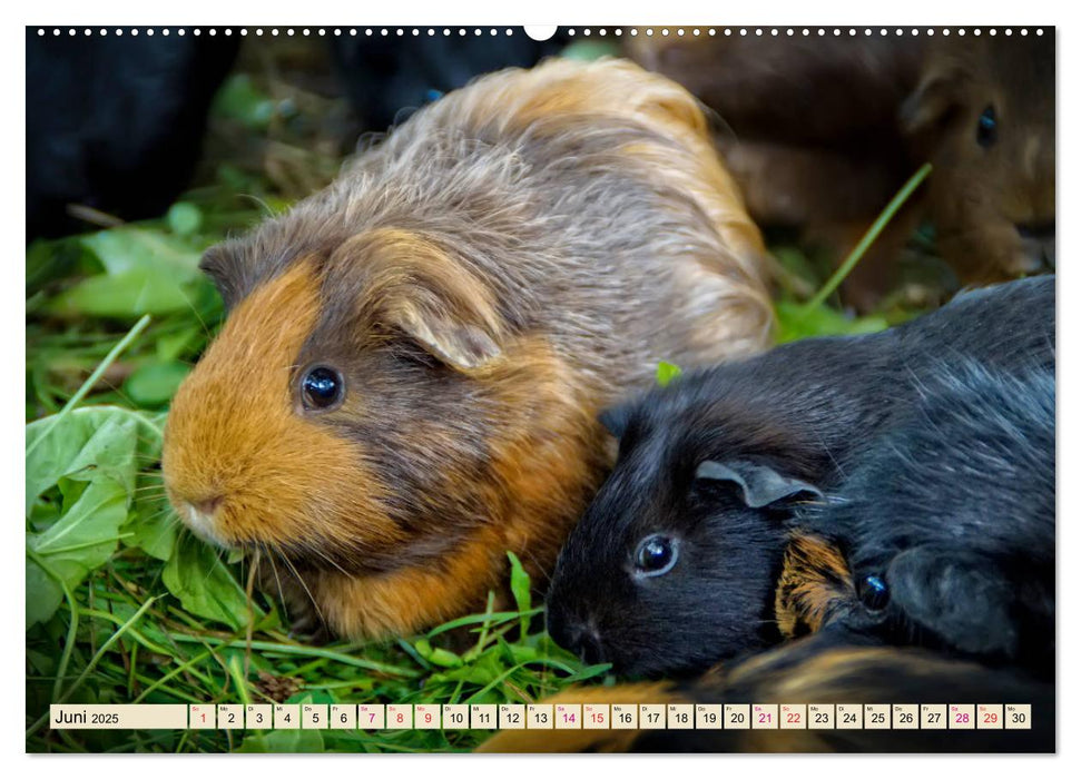 Meerschweinchen - so süß (CALVENDO Premium Wandkalender 2025)