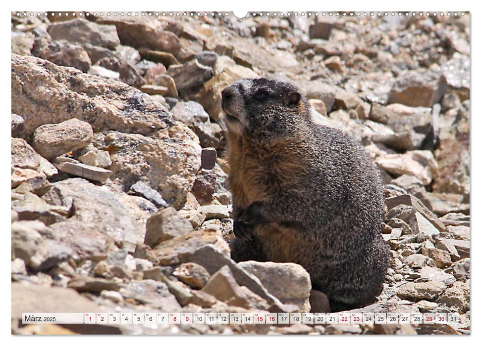 Colorado - Centennial State (CALVENDO Premium Wandkalender 2025)