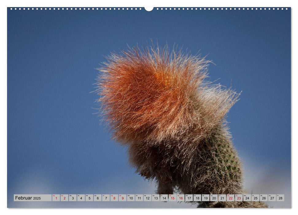 Kaktus Garten Lanzarote (CALVENDO Wandkalender 2025)