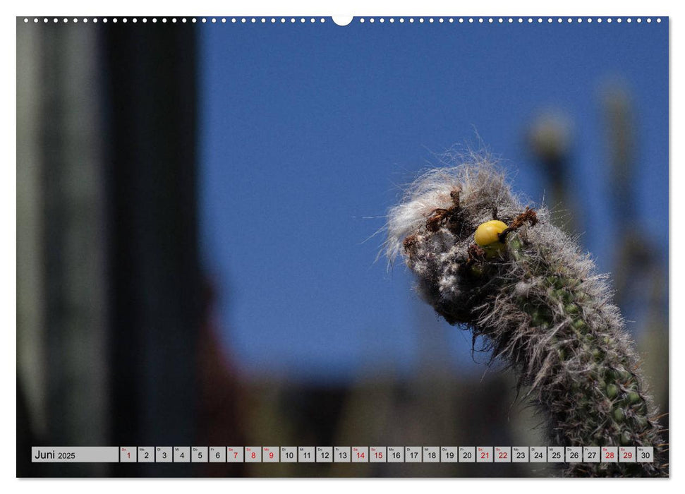 Kaktus Garten Lanzarote (CALVENDO Wandkalender 2025)