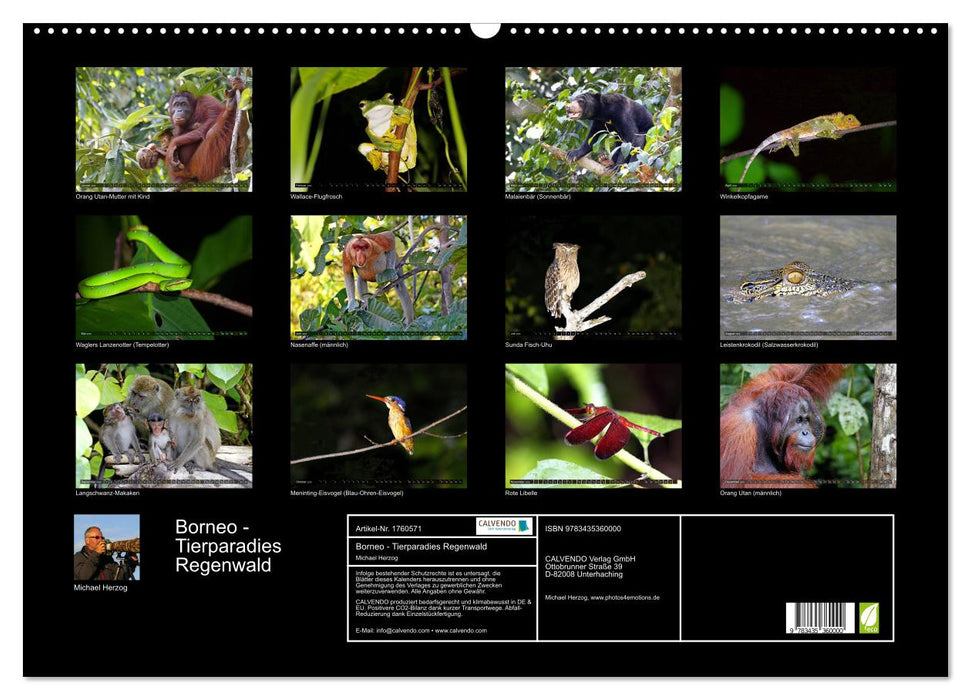 Borneo - Tierparadies Regenwald (CALVENDO Wandkalender 2025)